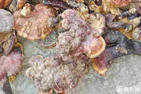 2026年灵芝价格多少钱一斤？(图3)