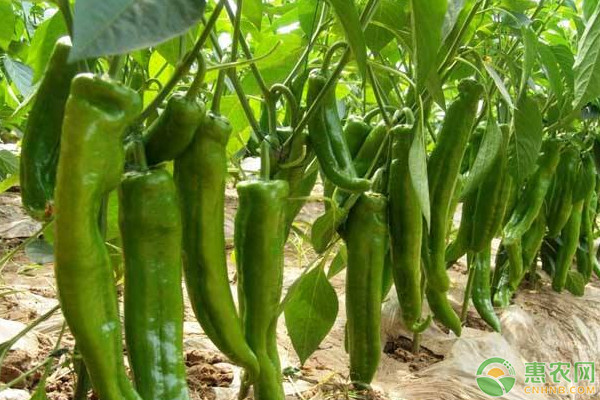 辣椒种子品种排行榜前十(图3)