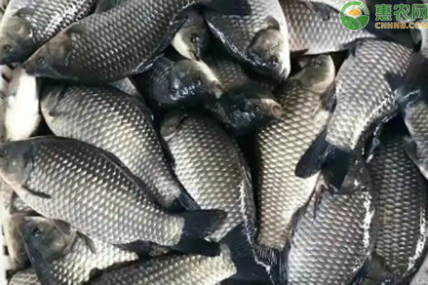 鲫鱼品种排行榜前十(图1)