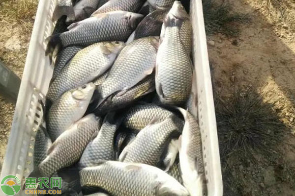 鲫鱼品种排行榜前十(图2)