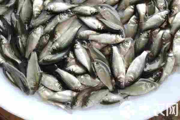 鲫鱼品种排行榜前十(图3)