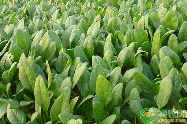 菠菜品种排行榜前十(图2)