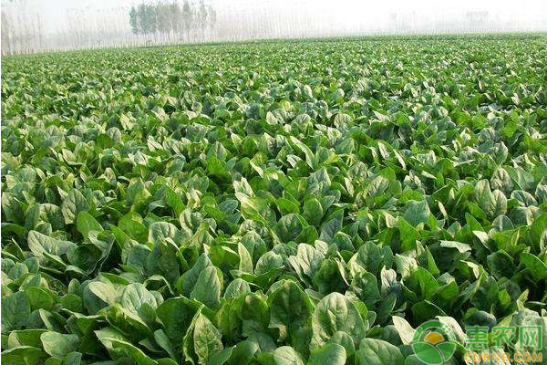 菠菜品种排行榜前十(图3)