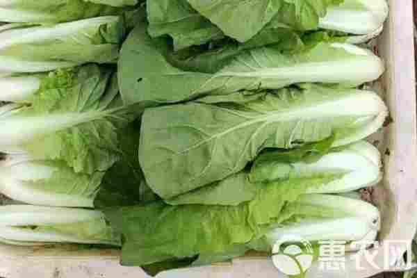 小白菜品种排行榜前十(图1)