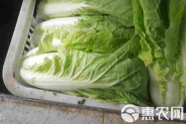 小白菜品种排行榜前十(图2)