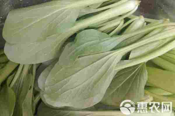 小白菜品种排行榜前十(图3)