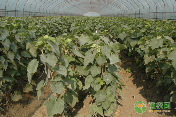 2026年葡萄苗价格多少钱一棵？(图1)