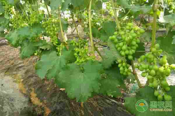 2026年葡萄苗价格多少钱一棵？(图2)
