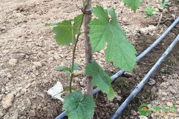 2026年葡萄苗价格多少钱一棵？(图3)