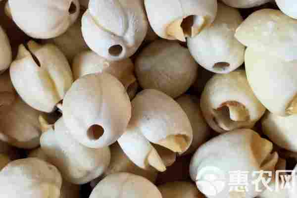 2026年莲子价格多少钱一斤？(图1)