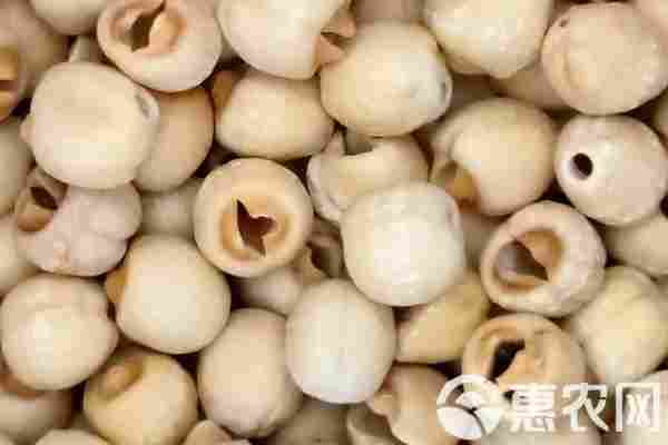 2026年莲子价格多少钱一斤？(图3)