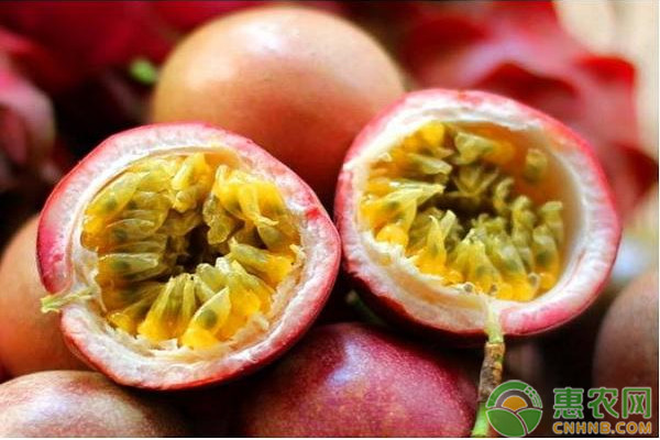 百香果品种排行榜前十名(图1)