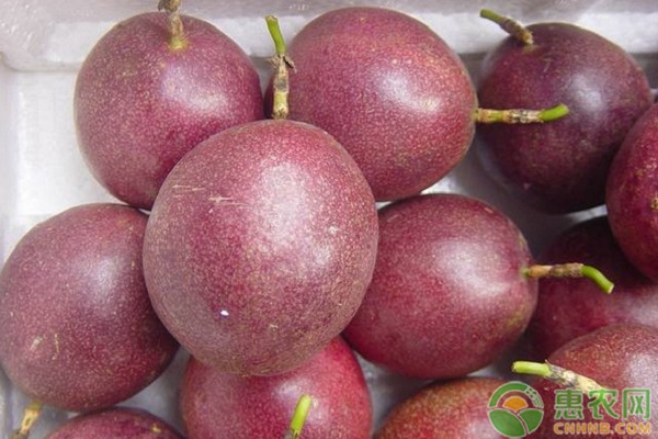 百香果品种排行榜前十名(图3)