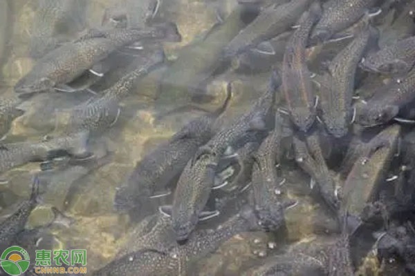 鲑鱼品种排行榜前十(图2) 鲑鱼品种排行榜前十(图2)