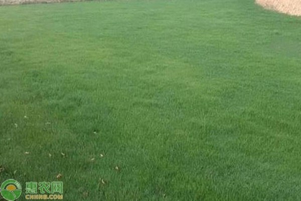 草坪品种排行榜前十名(图1)