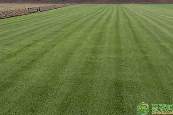 草坪品种排行榜前十名(图2)