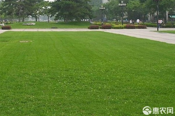 草坪品种排行榜前十名(图3)