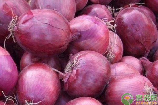 洋葱品种排行榜前十名(图1)
