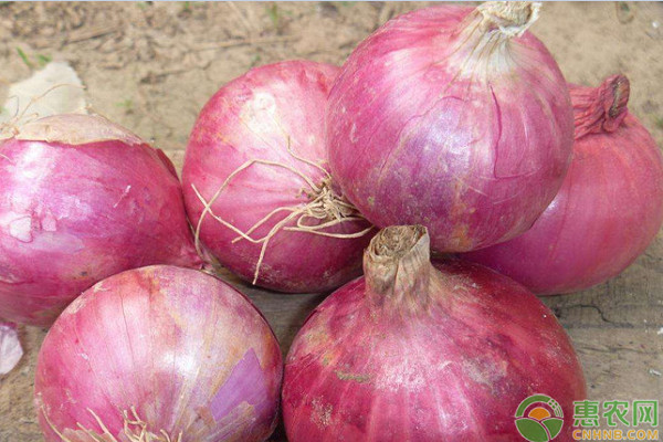 洋葱品种排行榜前十名(图3)