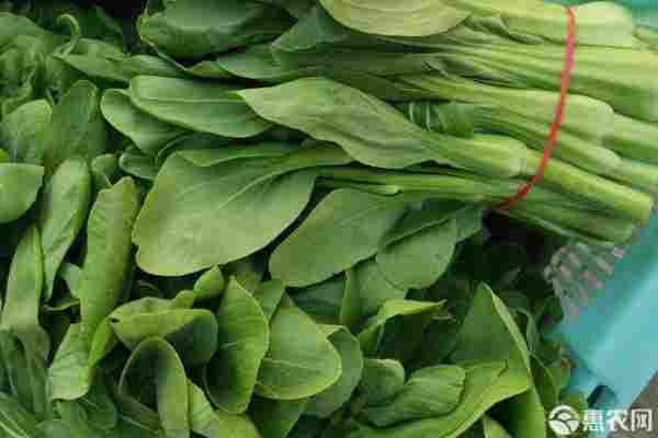 2026年菜苔价格多少钱一斤？(图3)