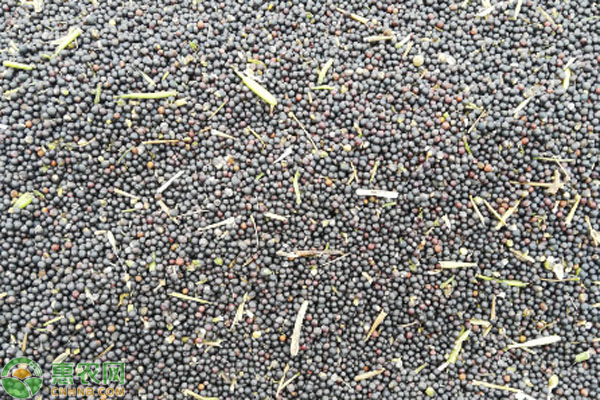 菜籽品种排行榜前十