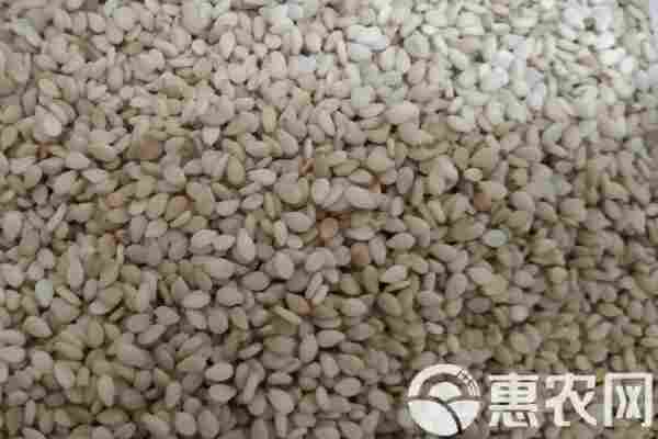 芝麻产地排行榜前十名(图2)