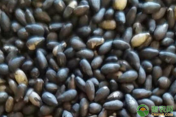 芝麻产地排行榜前十名(图3)