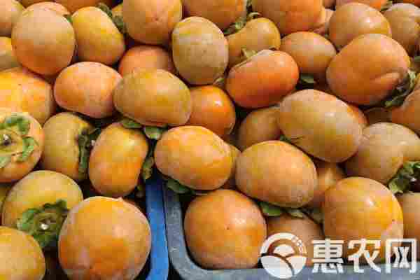 柿子产地排行榜前十名