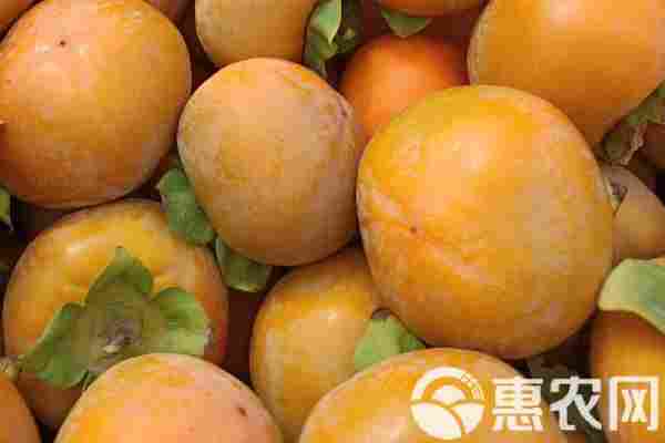 柿子产地排行榜前十名(图2)