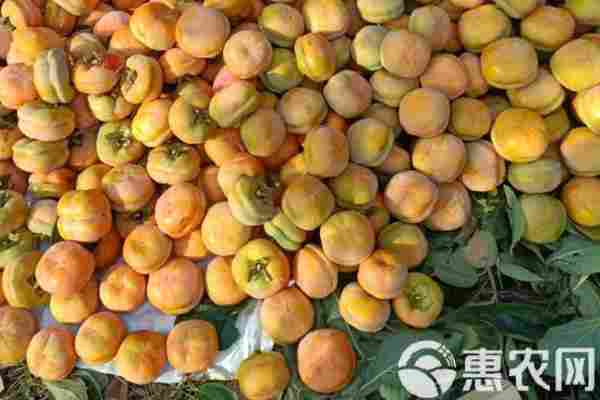 柿子产地排行榜前十名(图3)