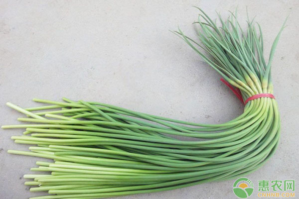 蒜苗品种排行榜前十(图1)