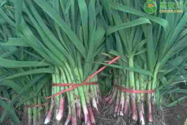 蒜苗品种排行榜前十(图2)