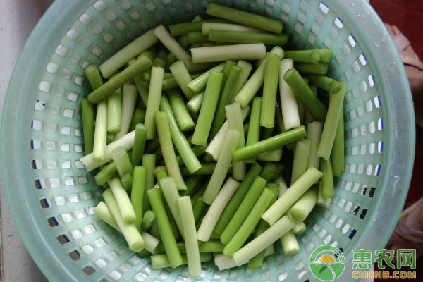 蒜苗品种排行榜前十(图3)