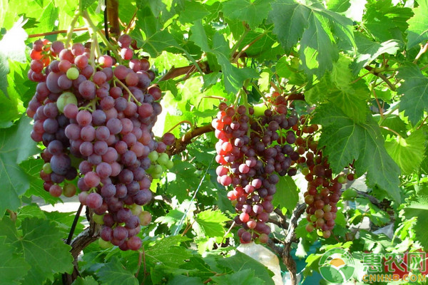 葡萄苗品种排行榜前十(图1)