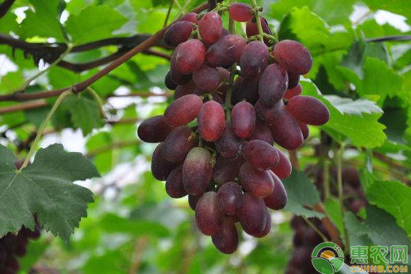 葡萄苗品种排行榜前十(图2)