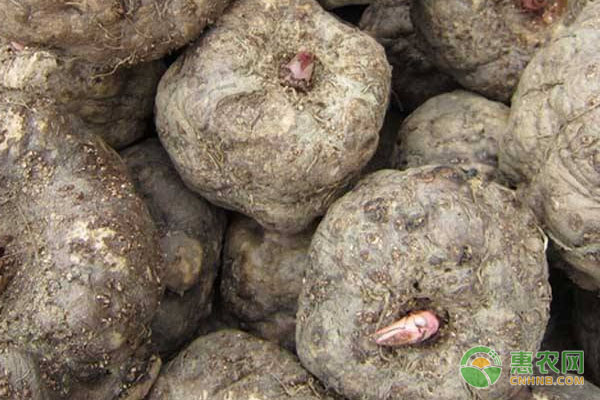 魔芋种子品种排行榜前十(图1)