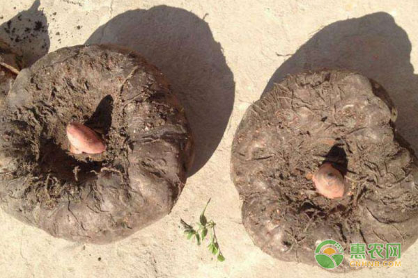 魔芋种子品种排行榜前十(图2)