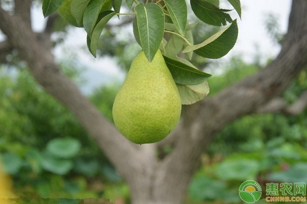 梨树苗品种排行榜前十(图1)