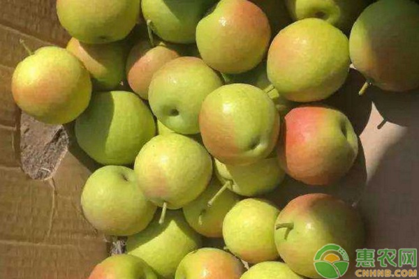 梨树苗品种排行榜前十(图2)