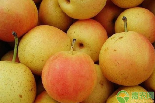 梨树苗品种排行榜前十(图3)