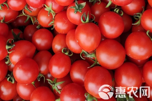 2026年圣女果价格多少钱一斤？(图1)