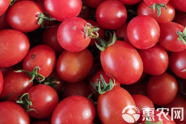 2026年圣女果价格多少钱一斤？(图2)