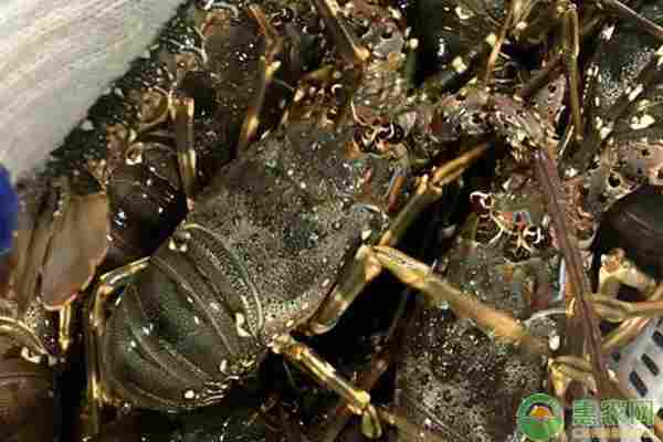 2026年龙虾价格多少钱一斤？(图1)