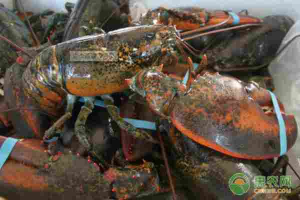 2026年龙虾价格多少钱一斤？(图2)