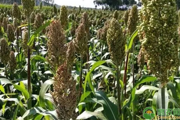 2026年高粱价格多少钱一斤？(图1)
