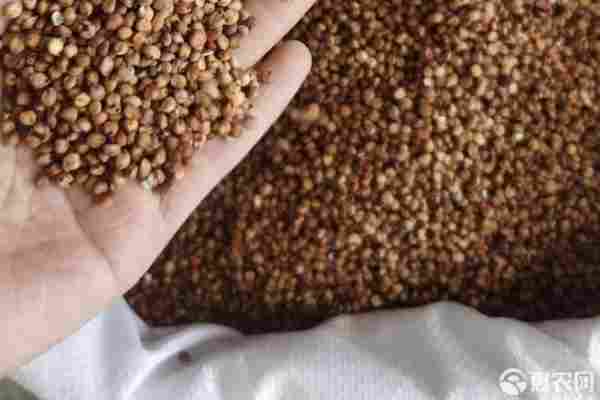 2026年高粱价格多少钱一斤？(图3)