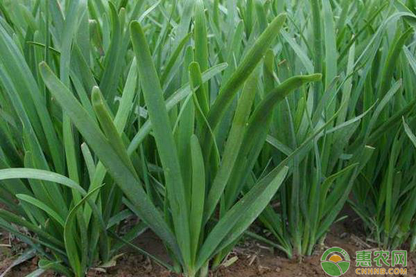 韭菜品种排行榜前十名(图1)