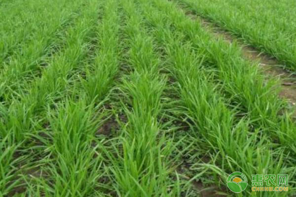 韭菜品种排行榜前十名(图3)