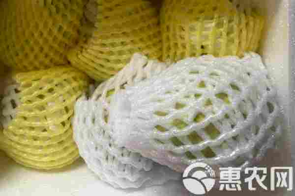 番石榴品种排行榜前十(图1)