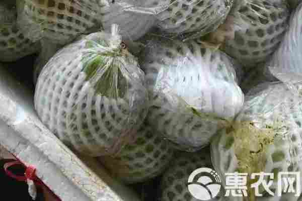 番石榴品种排行榜前十(图2)